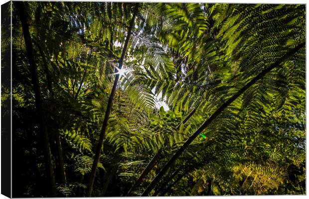 Tree Fern New Zealand Canvas Print by Creative Photography Wales