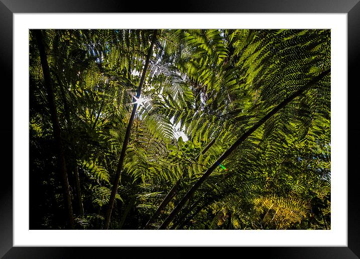 Tree Fern New Zealand Framed Mounted Print by Creative Photography Wales
