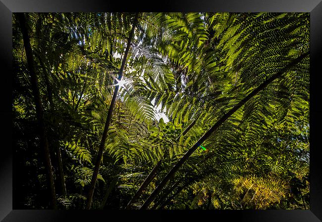 Tree Fern New Zealand Framed Print by Creative Photography Wales