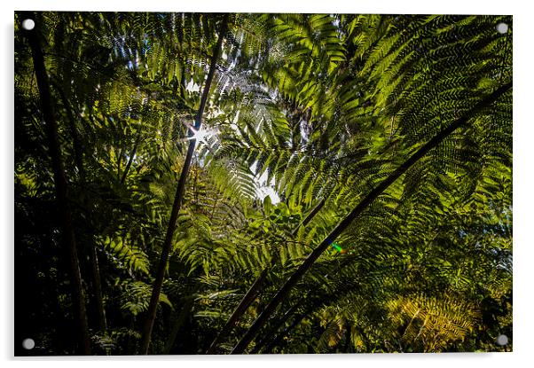 Tree Fern New Zealand Acrylic by Creative Photography Wales