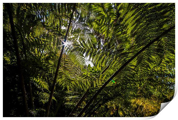 Tree Fern New Zealand Print by Creative Photography Wales