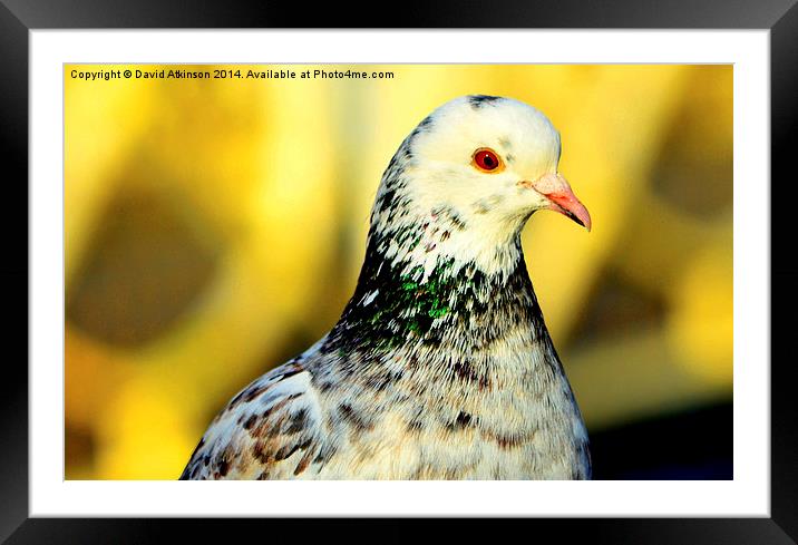 WHITE PIGEON Framed Mounted Print by David Atkinson
