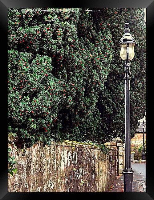 Red Berries and a Lampost Framed Print by Bill Lighterness