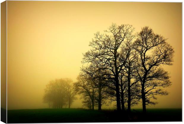 Trees in the mist. Canvas Print by Robert Cane