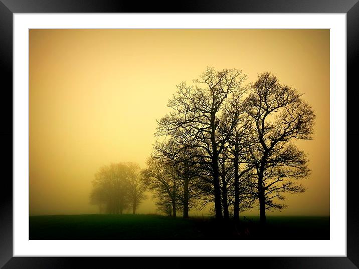 Trees in the mist. Framed Mounted Print by Robert Cane
