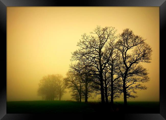 Trees in the mist. Framed Print by Robert Cane