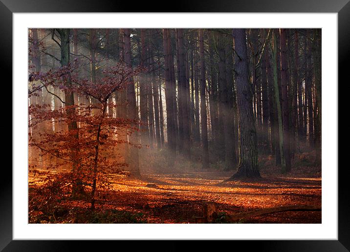 Morning Walk 3 Framed Mounted Print by Michelle Orai
