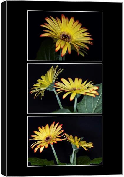 Yellow And Orange Gerbera Triptych Canvas Print by Steve Purnell