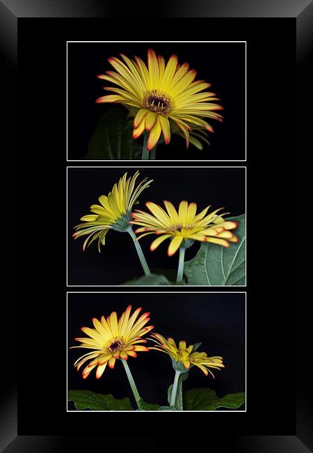 Yellow And Orange Gerbera Triptych Framed Print by Steve Purnell