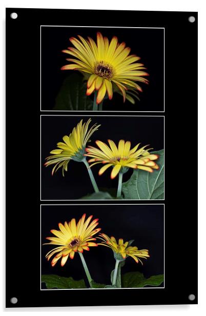 Yellow And Orange Gerbera Triptych Acrylic by Steve Purnell