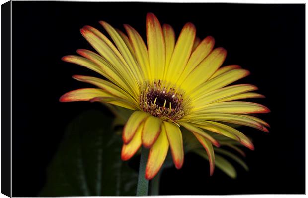 Yellow And Orange Gerbera 1 Canvas Print by Steve Purnell