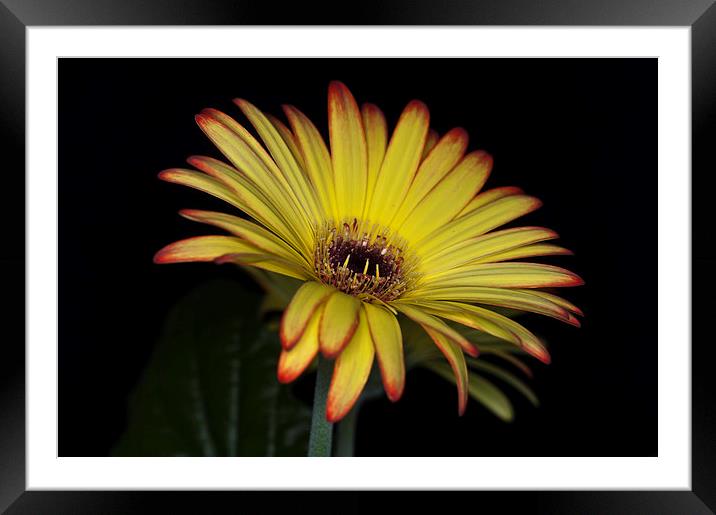 Yellow And Orange Gerbera 1 Framed Mounted Print by Steve Purnell