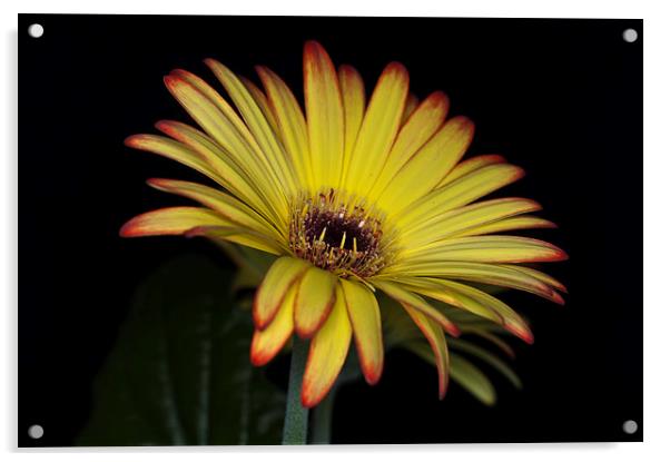 Yellow And Orange Gerbera 1 Acrylic by Steve Purnell