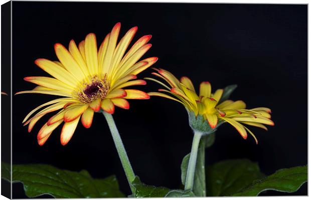 Yellow And Orange Gerbera 2 Canvas Print by Steve Purnell