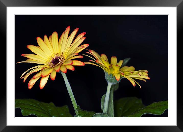 Yellow And Orange Gerbera 2 Framed Mounted Print by Steve Purnell