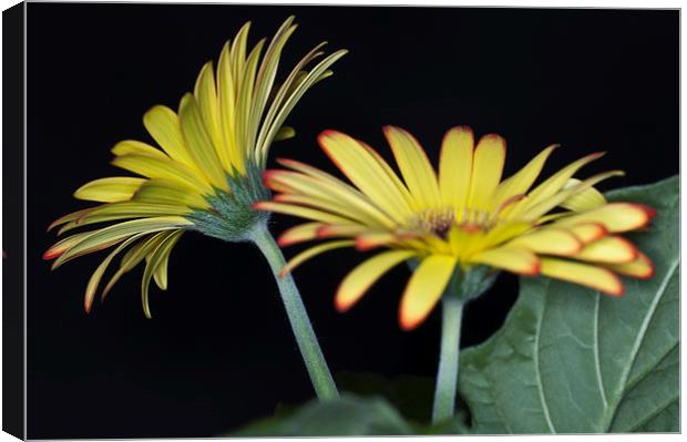 Yellow And Orange Gerbera 3 Canvas Print by Steve Purnell