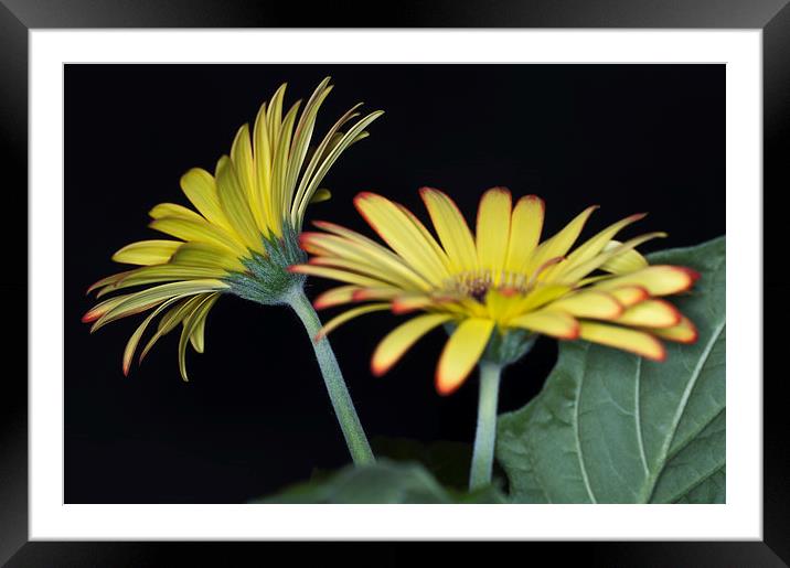Yellow And Orange Gerbera 3 Framed Mounted Print by Steve Purnell