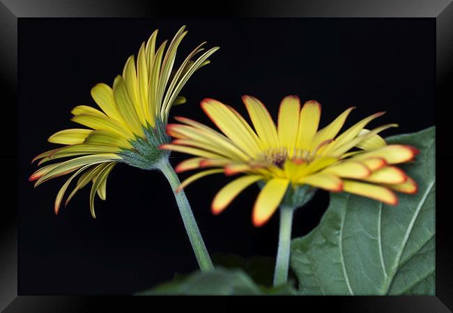 Yellow And Orange Gerbera 3 Framed Print by Steve Purnell
