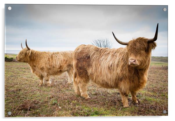 Coastal Coos Acrylic by Simon Wrigglesworth