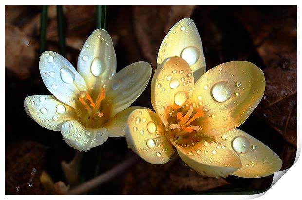 Yellow Crocus Print by james balzano, jr.