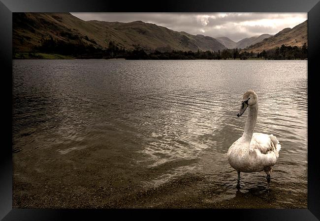 Swan Lake Framed Print by Rob Hawkins