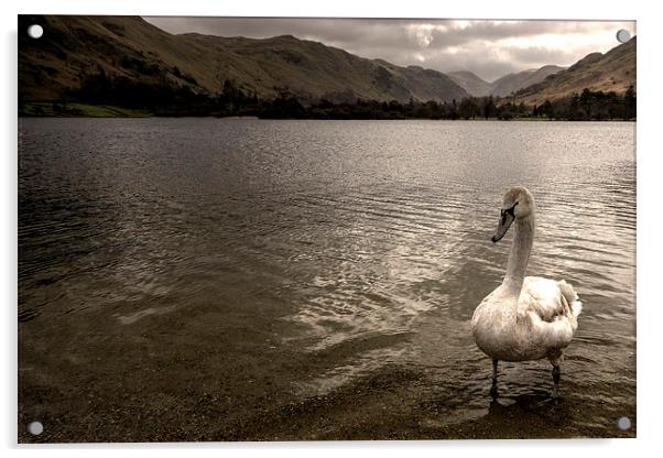 Swan Lake Acrylic by Rob Hawkins