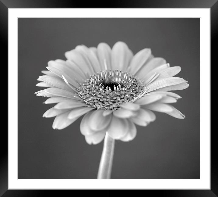 GERBERA BLACK AND WHITE Framed Mounted Print by Anthony Kellaway