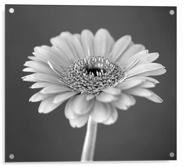GERBERA BLACK AND WHITE Acrylic by Anthony Kellaway