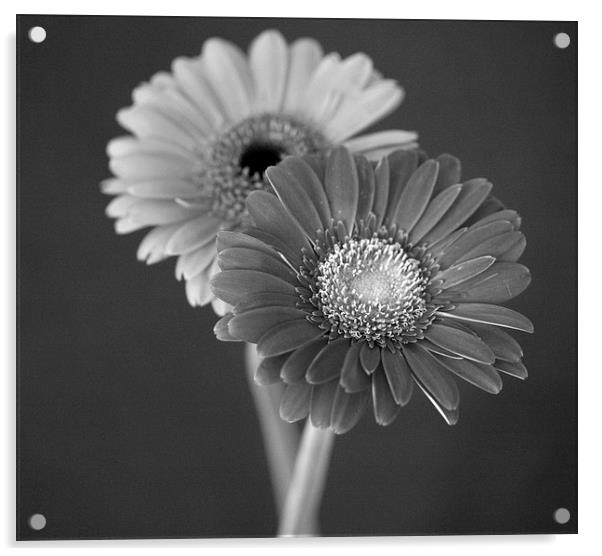 Gerberas black and white Acrylic by Anthony Kellaway