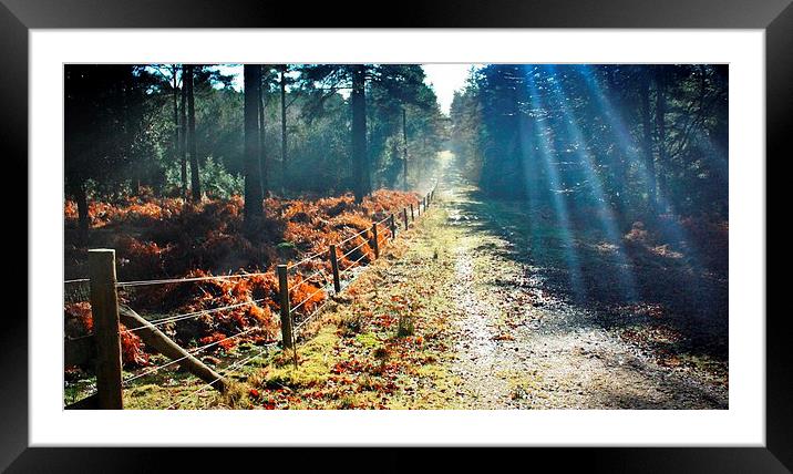 FOREST FLARE Framed Mounted Print by Anthony Kellaway