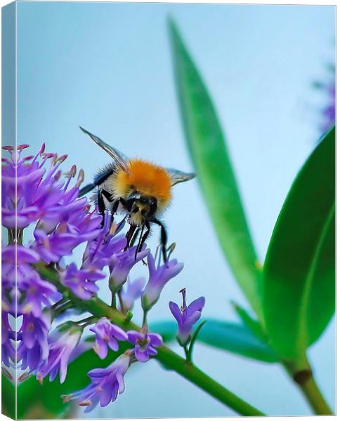 Busy Bee Canvas Print by Mark  F Banks