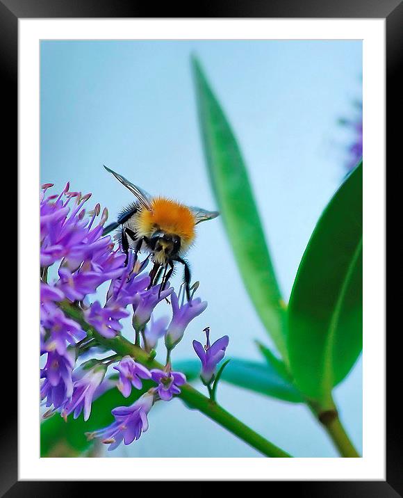 Busy Bee Framed Mounted Print by Mark  F Banks