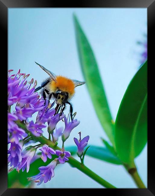 Busy Bee Framed Print by Mark  F Banks