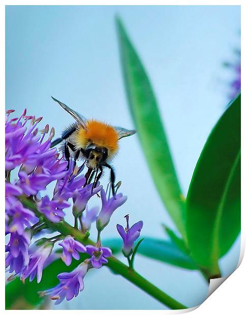 Busy Bee Print by Mark  F Banks