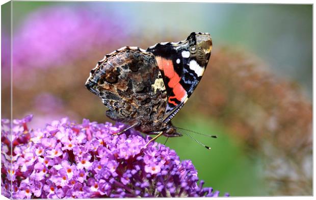 Red Admiral on Budleia Canvas Print by Ashley Jackson