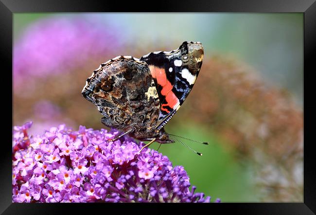 Red Admiral on Budleia Framed Print by Ashley Jackson