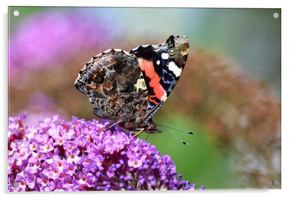Red Admiral on Budleia Acrylic by Ashley Jackson
