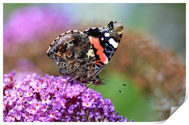 Red Admiral on Budleia Print by Ashley Jackson