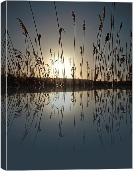 Reeds in the Sunrise Canvas Print by Helen Holmes
