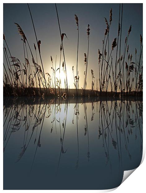 Reeds in the Sunrise Print by Helen Holmes