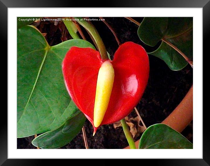Anthurium Plant 1 Framed Mounted Print by Bill Lighterness