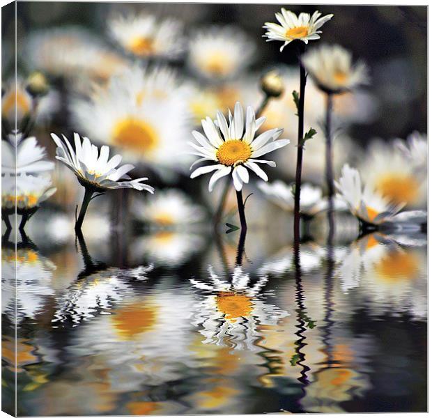 Daisys with reflections Canvas Print by Thanet Photos