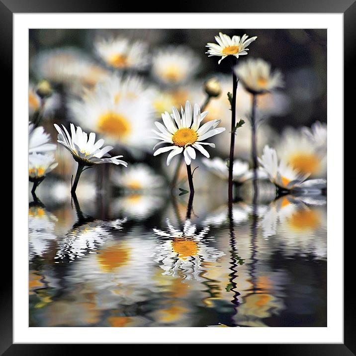 Daisys with reflections Framed Mounted Print by Thanet Photos