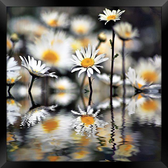Daisys with reflections Framed Print by Thanet Photos