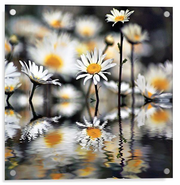 Daisys with reflections Acrylic by Thanet Photos