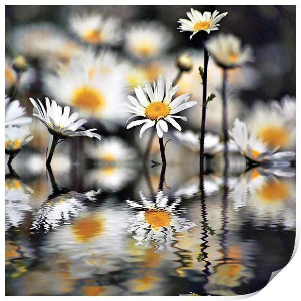 Daisys with reflections Print by Thanet Photos