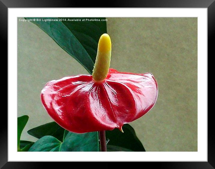 Anthurium Plant 2 Framed Mounted Print by Bill Lighterness