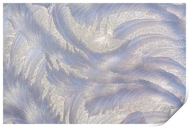 Frost Print by Mary Lane