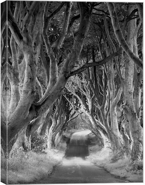 The Dark Hedges, Northern Ireland Canvas Print by Rachel Mower