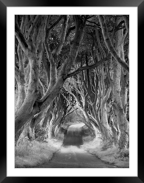 The Dark Hedges, Northern Ireland Framed Mounted Print by Rachel Mower